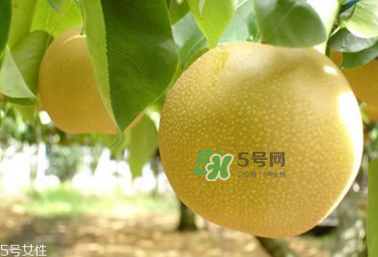 貢梨可以做冰糖雪梨嗎？貢梨可以燉川貝嗎？