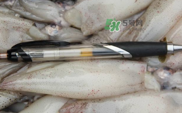 筆管魚是什么魚？筆管魚怎么吃