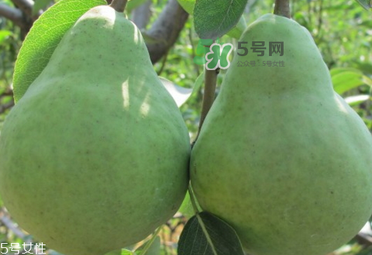 巴梨怎么吃？巴梨是熱性還是涼性的？