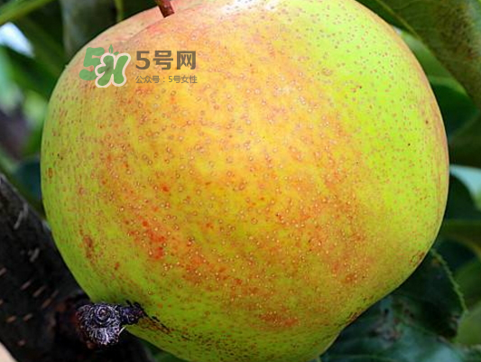 蘋果梨是轉基因還是變基因？蘋果梨的功效與作用