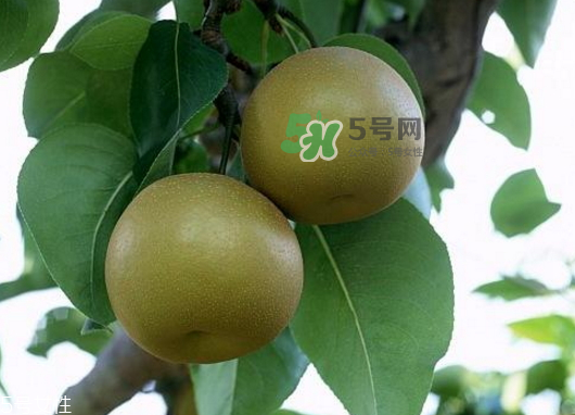 沙梨孕婦可以吃嗎？沙梨的功效與作用