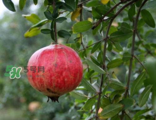 河陰石榴什么時(shí)候成熟？河陰石榴多少錢一斤？
