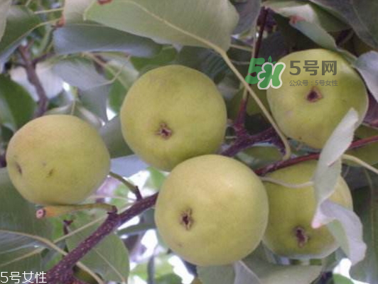 沙梨怎么做才好吃？沙梨的熱量