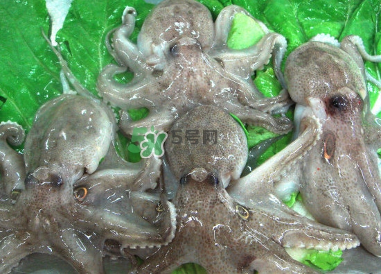 章魚會咬人嗎？章魚會吃人嗎