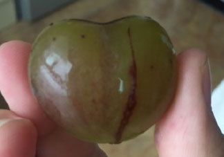 心形葡萄能吃嗎？心形葡萄和普通葡萄的區(qū)別