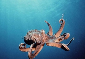 章魚是墨魚嗎？章魚有哪些特性