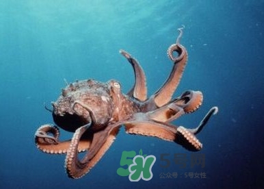 章魚是墨魚嗎？章魚有哪些特性