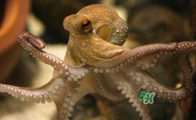 章魚會咬人嗎？章魚會吃人嗎