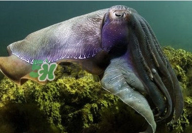 章魚是墨魚嗎？章魚有哪些特性