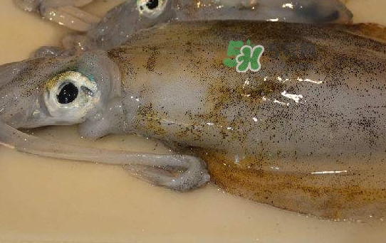 新鮮魷魚怎么保存？魷魚可以冷凍嗎