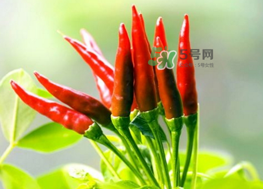菜市場什么辣椒最辣？辣椒最辣的部分