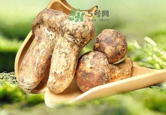 新鮮松茸怎么挑選？干松茸如何挑選