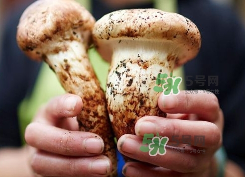 新鮮松茸用水焯嗎？新鮮松茸洗時(shí)用水浸泡嗎