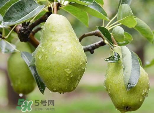 香蕉梨怎么熟的快？香蕉梨怎么變軟？