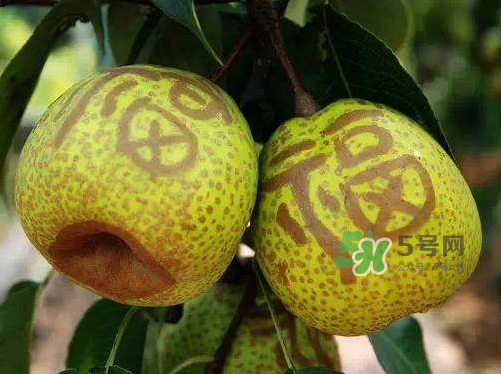 萊陽梨什么時候成熟？萊陽梨多少錢一斤？