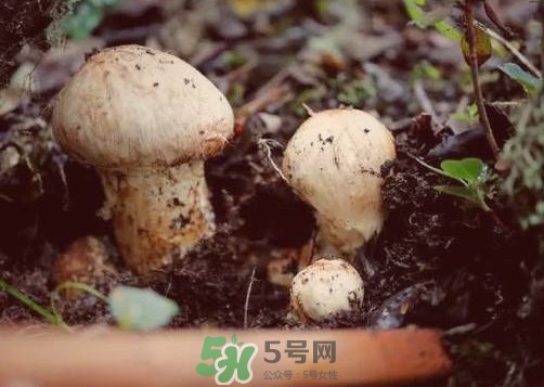 產(chǎn)婦能吃松茸嗎？哺乳期可以吃松茸嗎