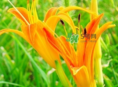 黃花菜是下奶的嗎？黃花菜是發(fā)奶的嗎