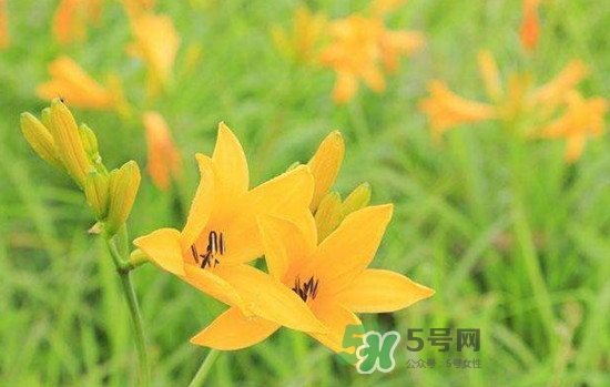 黃花菜是酸性還是堿性？黃花菜是熱性還是涼性