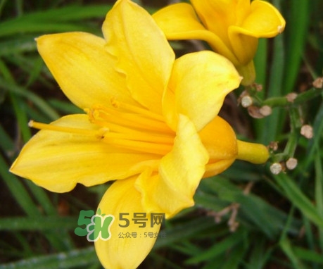 黃花菜是下奶的嗎？黃花菜是發(fā)奶的嗎
