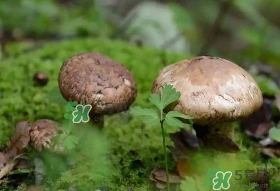新鮮松茸用水焯嗎？新鮮松茸洗時(shí)用水浸泡嗎