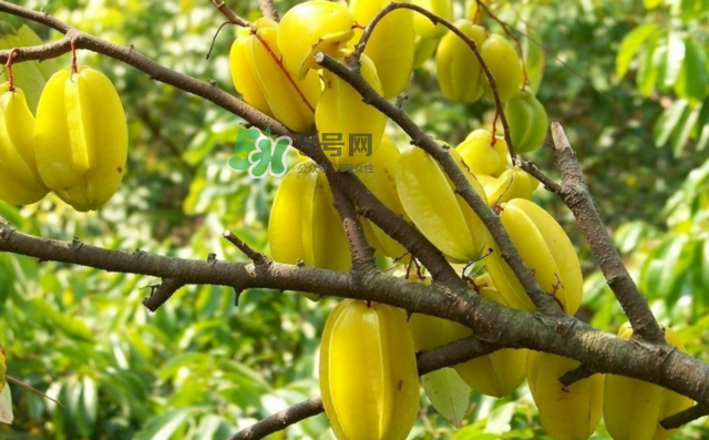 楊桃是什么季節(jié)的水果？楊桃怎么吃營(yíng)養(yǎng)價(jià)值最高？