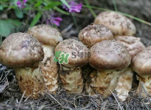 產(chǎn)婦能吃松茸嗎？哺乳期可以吃松茸嗎