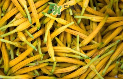 黃花菜是忘憂草嗎？黃花菜是不是金針菜