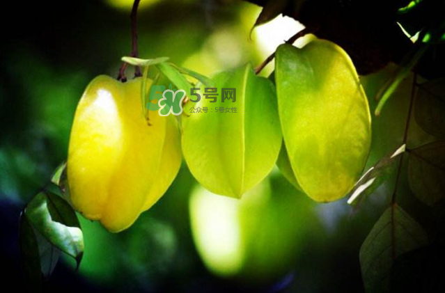 楊桃是什么季節(jié)的水果？楊桃怎么吃營(yíng)養(yǎng)價(jià)值最高？