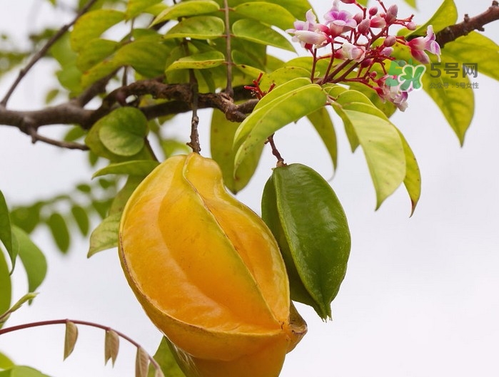 月經(jīng)期可以吃楊桃嗎？月經(jīng)期可以吃什么水果？