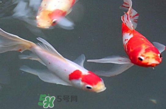 錦鯉多少錢一條？錦鯉怎么養(yǎng)不容易死