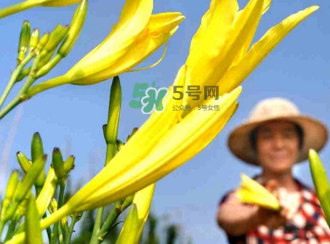 黃花菜是下奶的嗎？黃花菜是發(fā)奶的嗎
