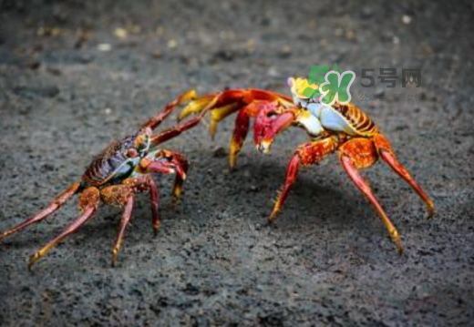 紅印蟹怎么回事？紅印蟹有什么不同？
