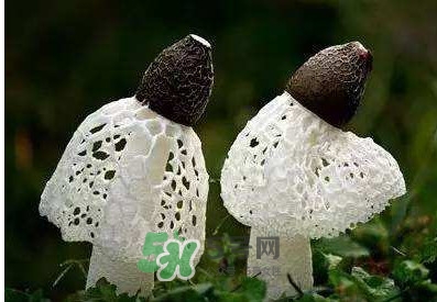 竹蓀怎么泡發(fā)？竹蓀怎么吃