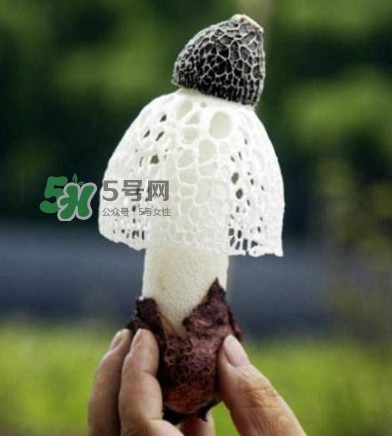 新鮮竹蓀怎么保存？干竹蓀怎么保存