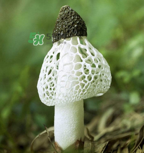 竹蓀黑色菌蓋能吃嗎？竹蓀食用禁忌是什么