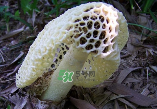 怎么去除竹蓀的怪味？如何去除竹蓀的異味
