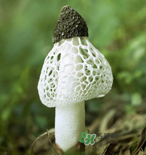 竹蓀什么樣的好？買(mǎi)竹蓀怎么挑選