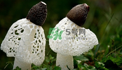 竹蓀黑色菌蓋能吃嗎？竹蓀食用禁忌是什么