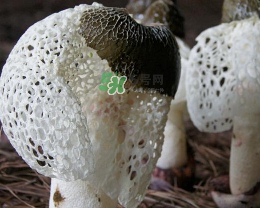 竹蓀有肥皂味正常嗎？竹蓀有酒味了還能吃嗎