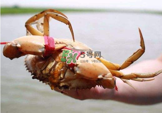 黃油蟹什么季節(jié)吃最好？黃油蟹產(chǎn)地
