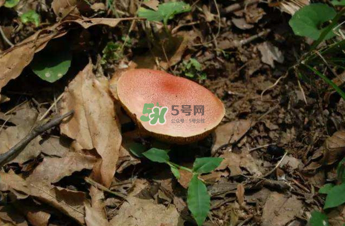 蘑菇中毒怎么辦？蘑菇中毒的癥狀