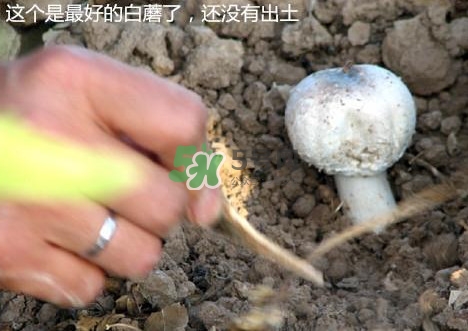 白蘑菇是什么種類？白蘑菇怎么洗才洗得干凈