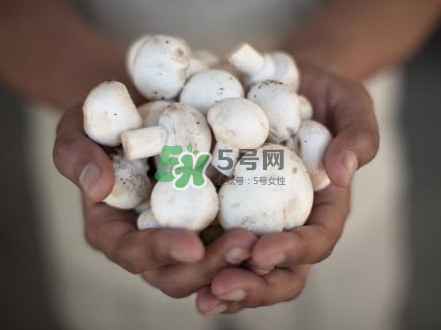 口蘑是發(fā)物嗎？口蘑是白蘑菇嗎
