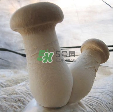 杏鮑菇是發(fā)物嗎？杏鮑菇怎么切好看