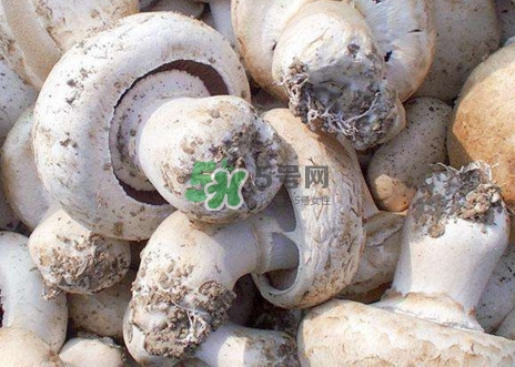 口蘑是什么蘑菇？口蘑長什么樣子？