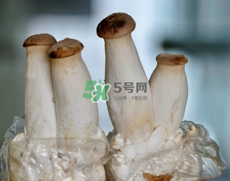 杏鮑菇怎么清洗？杏鮑菇怎么保存