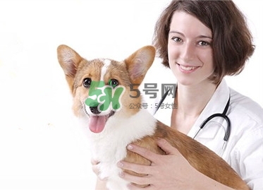 孕婦能養(yǎng)狗嗎？孕婦養(yǎng)狗注意事項