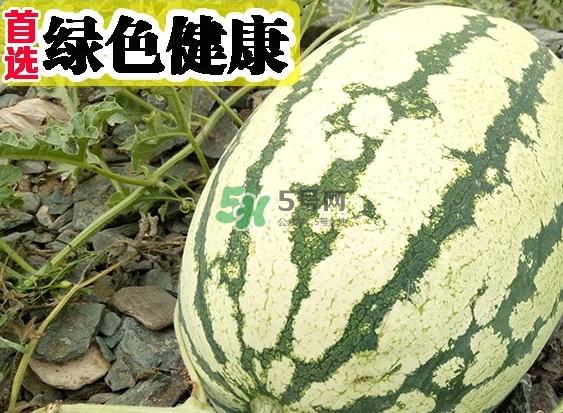 石頭瓜什么時(shí)候上市？石頭瓜多少錢一斤？