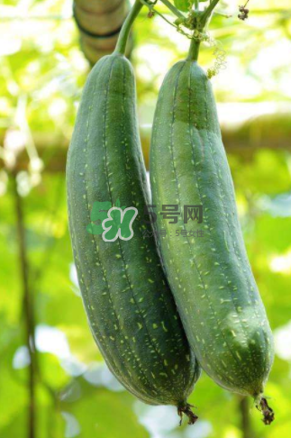 秋天吃絲瓜掉頭發(fā)嗎？秋天吃絲瓜愛掉頭發(fā)是真的嗎？
