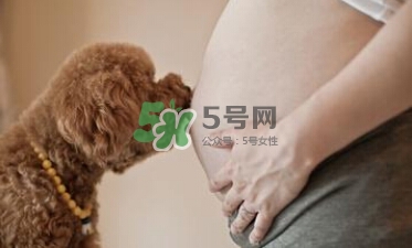孕婦不能養(yǎng)寵物嗎？為什么孕婦不能養(yǎng)寵物？